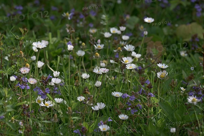 Flower meadow with daisies (Bellis perennis), Lower Rhine, North Rhine-Westphalia, Germany