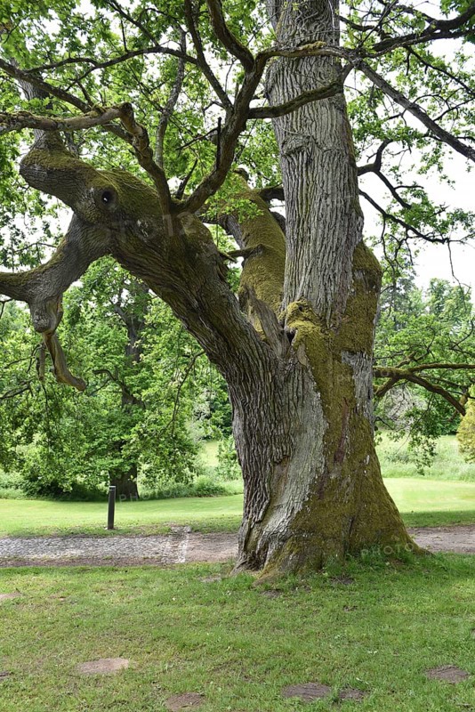 Old English oak, German oak, Eichenbrüder, (Quercus robur) in Putbus Castle Park, Rügen, Mecklenburg-Western Pomerania, Germany