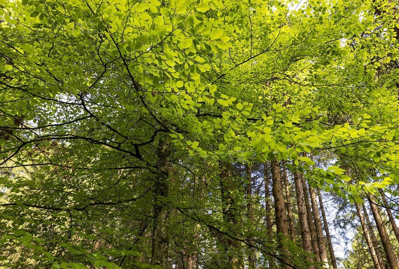 Beech forest, branches with green leaves in the sun, forestry, Mondseeland, Salzkammergut, Upper Austria, Austria