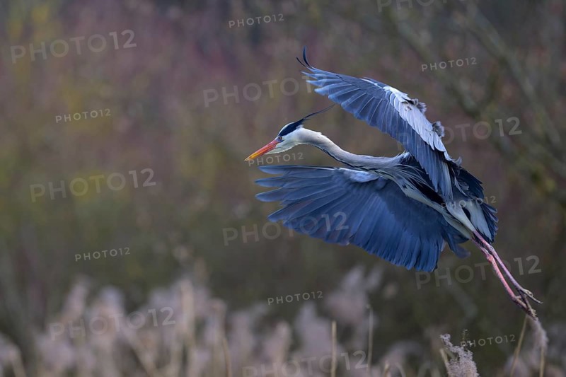 Grey heron (Ardea cinerea), in flight, Neckar valley, Baden-Württemberg, Germany