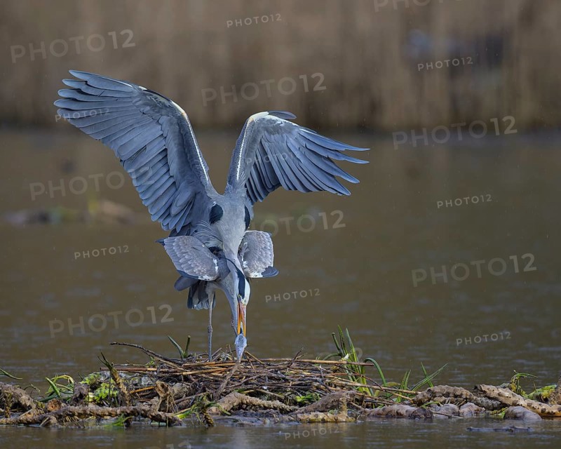 Grey heron (Ardea cinerea), copula, nest on floating roots of water lily in front of reeds, Neckar valley, Baden-Württemberg, Germany