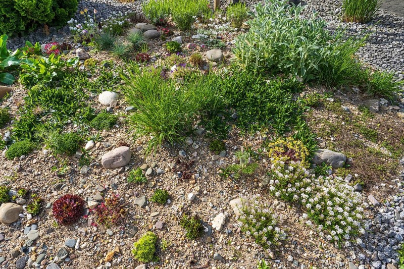Front garden, allotment garden, gravel garden, spring, North Rhine-Westphalia, Germany