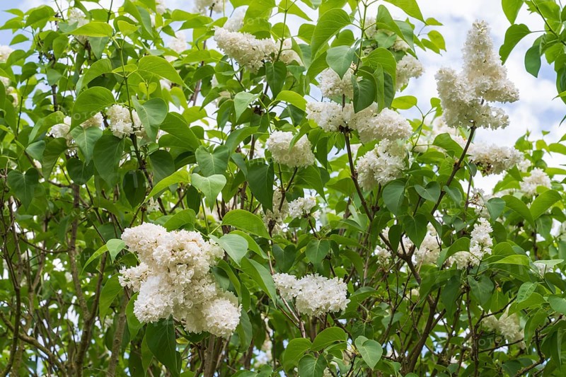 Flowering white lilac (Syringa vulgaris), shrub, North Rhine-Westphalia, Germany