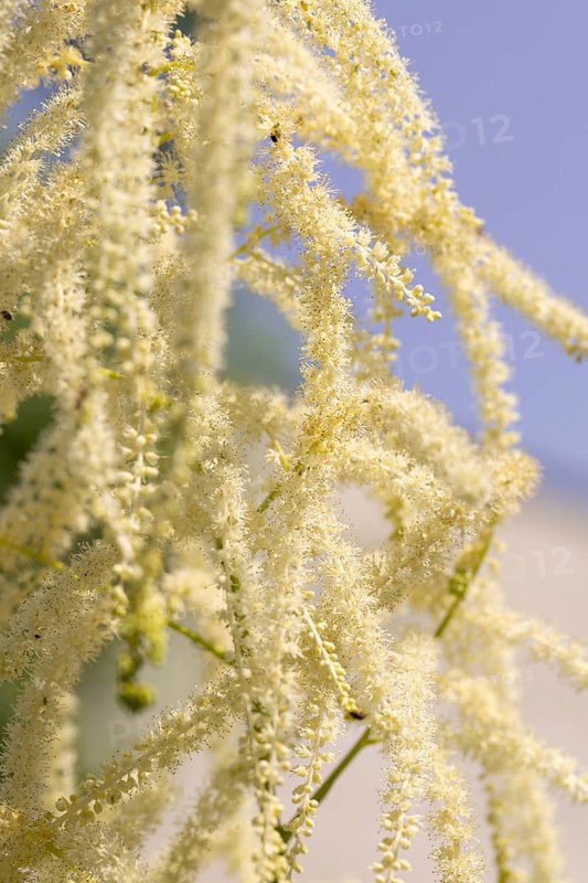 Delicate white flowers of the honeysuckle (Aruncus dioicus) against a blue sky, Neunkirchen, Lower Austria, Austria