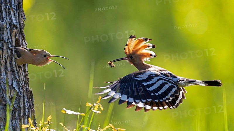 Hoopoe (Upupa epops) Bird of the Year 2022, male with food for his female, bridal gift, mating, courtship, begging for food, foraging, erected bonnet, pair, breeding cavity, sunrise, interaction, flying, approaching, wings, climate change, Middle Elbe Biosphere Reserve, Saxony-Anhalt, Germany