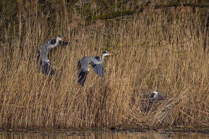 Grey heron (Ardea cinerea), disputes in front of the colony in the reeds, Neckar valley, Baden-Württemberg, Germany