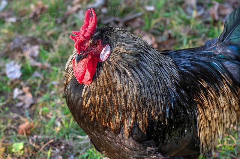 Cock with iridescent plumage, Bavaria, Germany