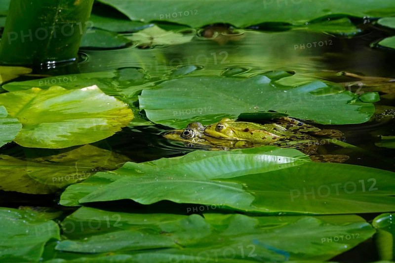 Frogs in a water lily pond, June, Germany