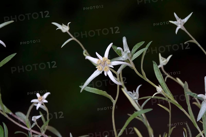 Edelweiss (Leontopodium alpinum), June, Germany