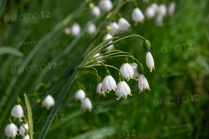 Spring knotweed (Leucojum vernum), Bavaria, Germany