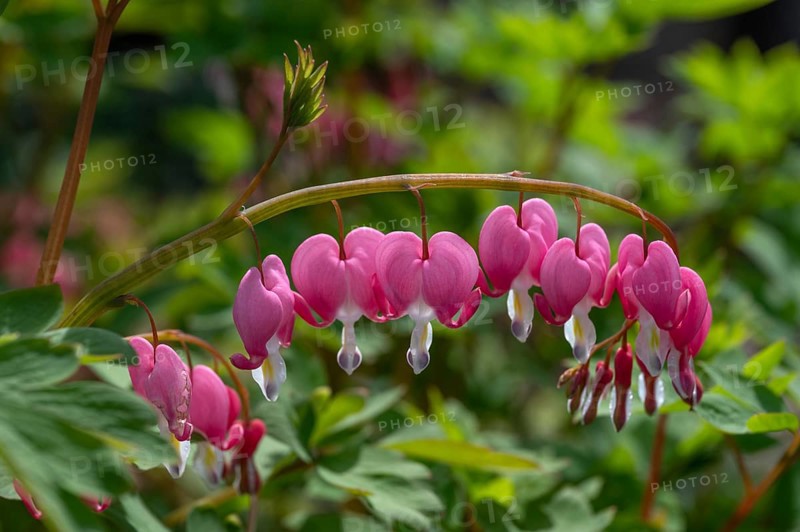Watering Heart (Lamprocapnos), Bavaria, Germany
