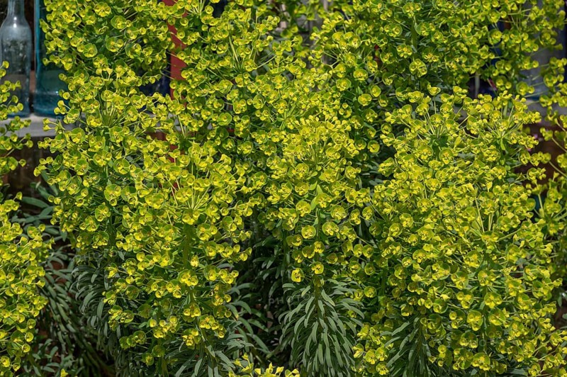 Mediterranean spurge (Euphorbia characias ssp. wulfenii), Bavaria, Germany
