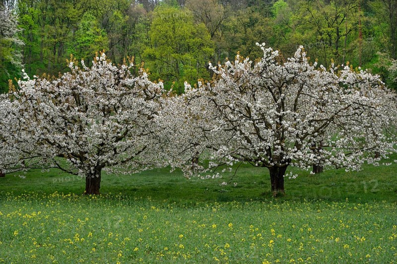 Blossoming cherry trees (Prunus avium), Franconia, Bavaria, Germany
