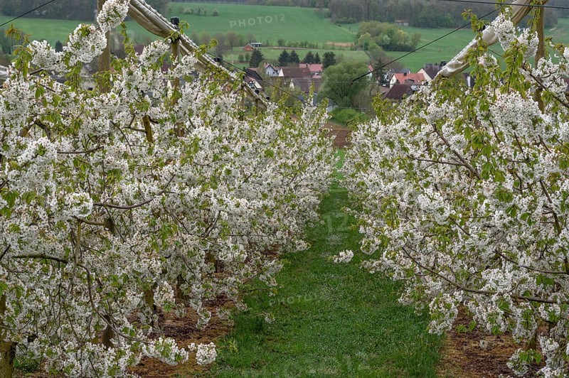 Blossoming cherry trees of a plantation (Prunus avium), Rüsselbach, Upper Franconia, Bavaria, Germany