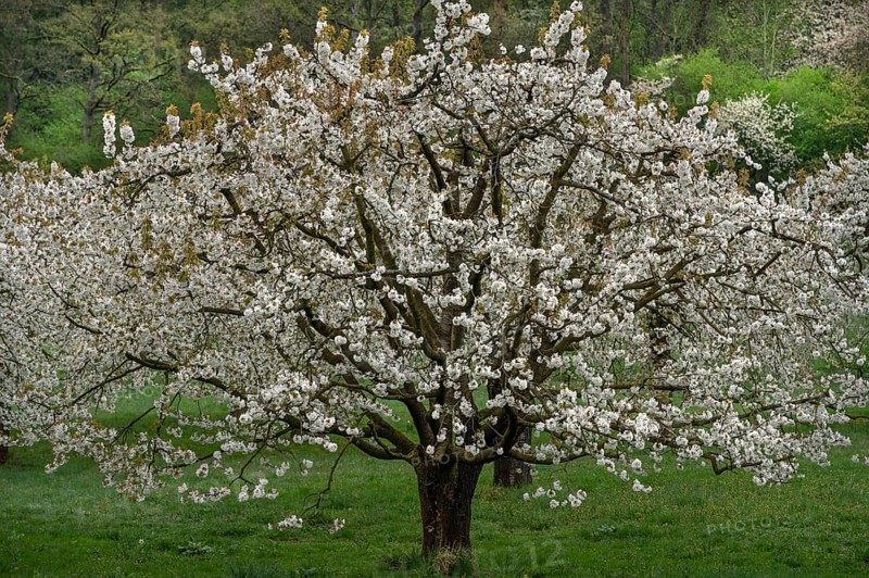 Blossoming cherry tree (Prunus avium), Franconia, Bavaria, Germany