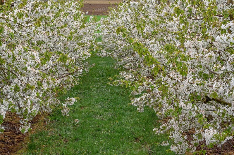 Blossoming cherry trees of a plantation (Prunus avium), Franconia, Bavaria, Germany