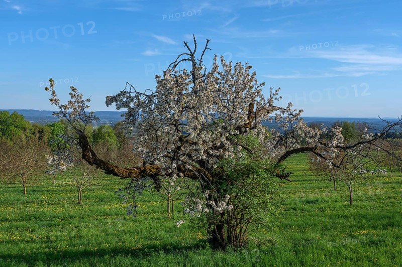 Old flowering cherry tree (Prunus avium), Franconia, Bavaria, Germany