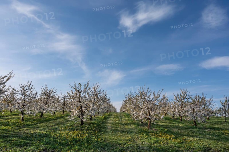 Young, flowering cherry trees of a plantation (Prunus avium), Franconia, Bavaria, Germany