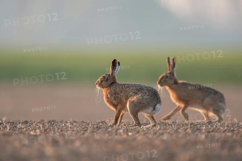 Brown Hares, European Hares (Lepus europaeus) two, pair of, sitting, playing on farmland, low point of view, native fauna, wildlife, North Rhine-Westphalia, Germany, taken from a low perspective, at eye level, on a freshly cultivated field in spring
