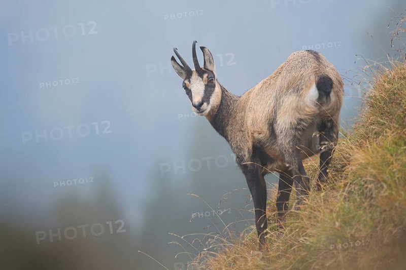 Chamois (Rupicapra rupicapra) in foggy weather on a steep slope in the Swiss Alps, native species, wildlife, Europe, Alpine chamois (Rupicapra rupicapra) in Swiss alps, looks back, stands at a steep slope, alpine vegetation, hazy weather, Europe