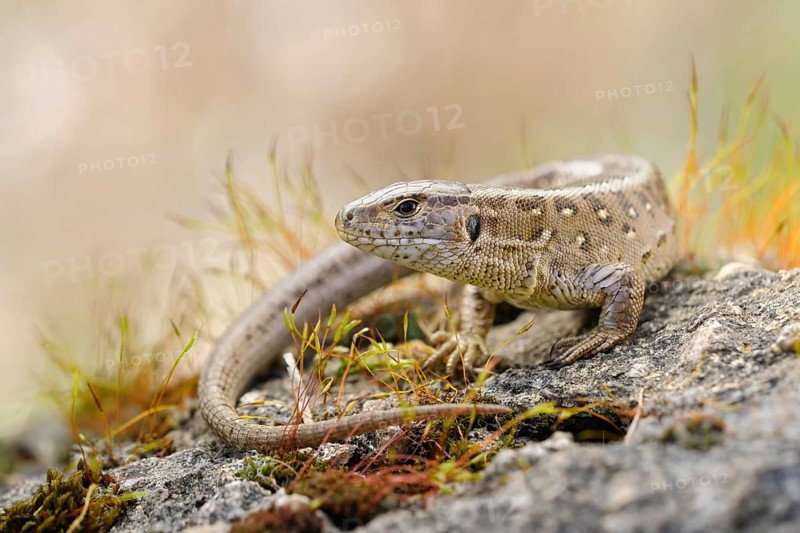 Sunbathing... Sand lizard (Lacerta agilis), native lizard, loves dry, sunny, barren habitats, uses old quarries as secondary habitat, endangered reptile species, wildlife, native nature, animal world, Germany