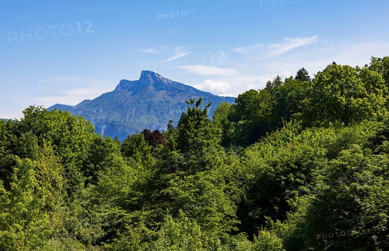 Dense deciduous forest behind it rises the Schafberg, Mondseeland, Mondsee, Salzkammergut, Upper Austria, Austria