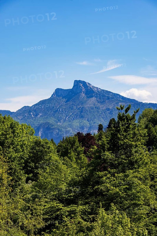 Dense deciduous forest behind it rises the Schafberg, Mondseeland, Mondsee, Salzkammergut, Upper Austria, Austria