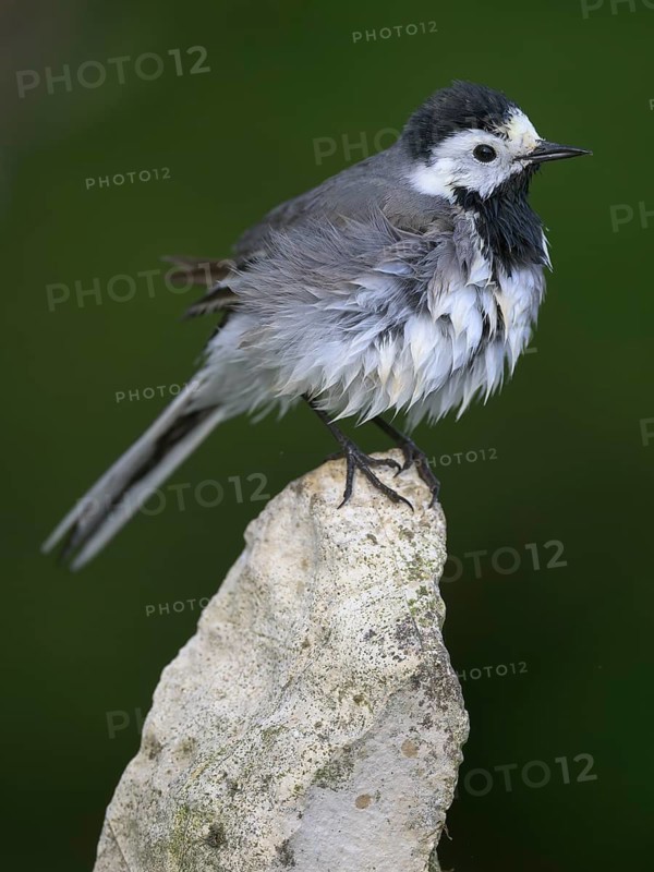 White wagtail (Motacilla alba), sitting on a stone and drying its feathers, biosphere reserve, Swabian Alb, Baden-Württemberg, Germany