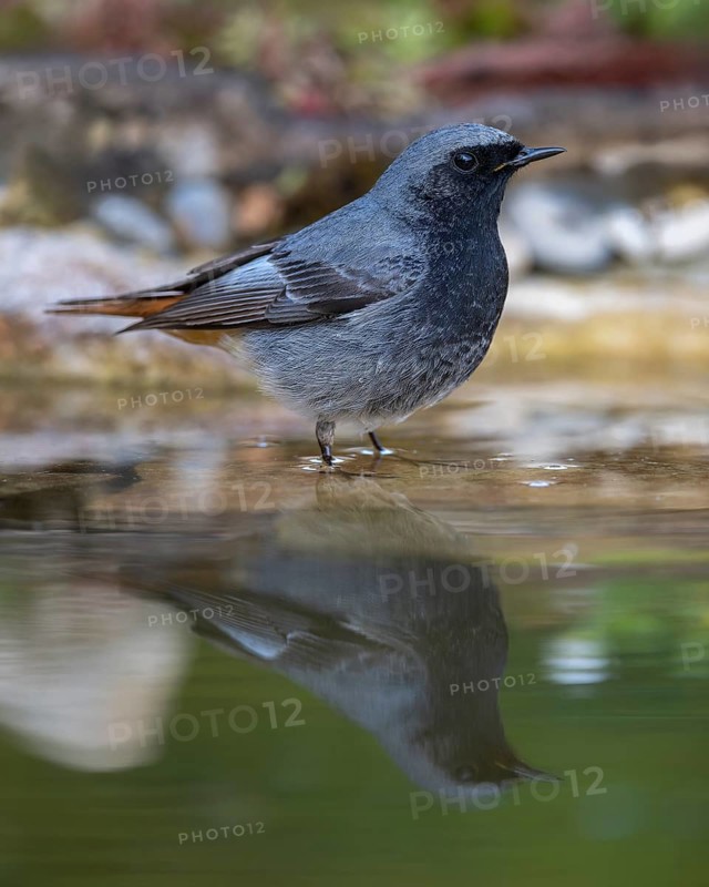 Black redstart (Phoenicurus ochruros), male standing in water, biosphere reserve, Swabian Alb, Baden-Württemberg, Germany