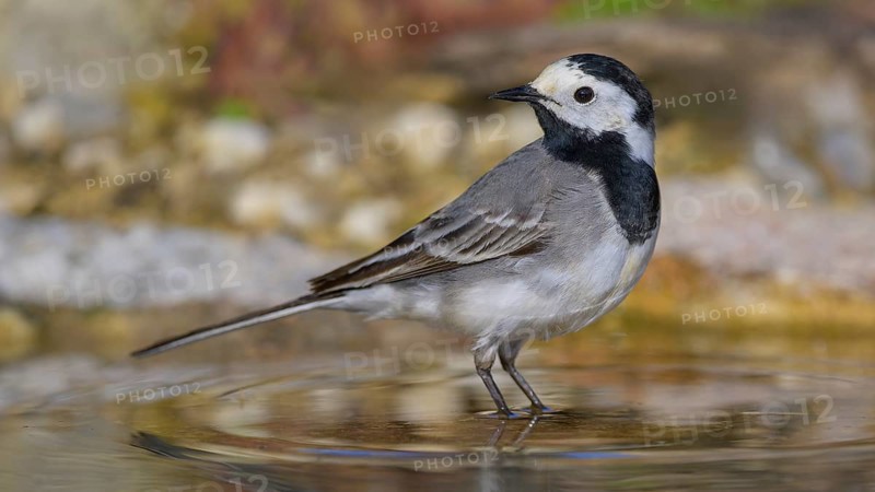 White wagtail (Motacilla alba), male standing in water, biosphere reserve, Swabian Alb, Baden-Württemberg, Germany