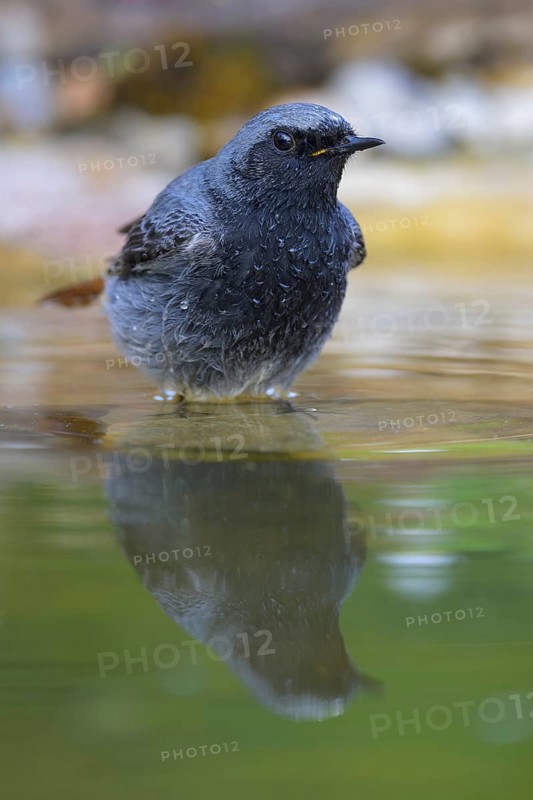 Black redstart (Phoenicurus ochruros), male bathing, biosphere reserve, Swabian Alb, Baden-Württemberg, Germany