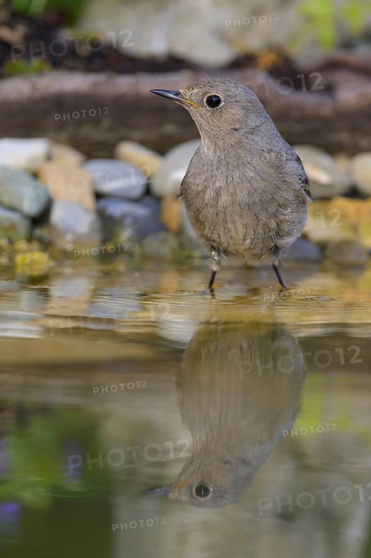 Black redstart (Phoenicurus ochruros), female standing in water, biosphere reserve, Swabian Alb, Baden-Württemberg, Germany