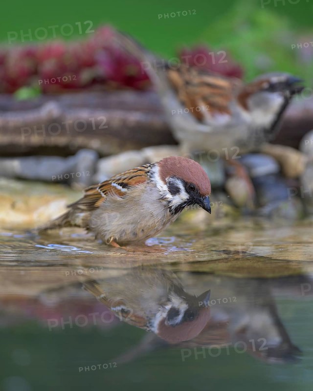 Tree sparrow (Passer montanus), with house sparrow (Passer domesticus), drinking, biosphere reserve, Swabian Alb, Baden-Württemberg, Germany