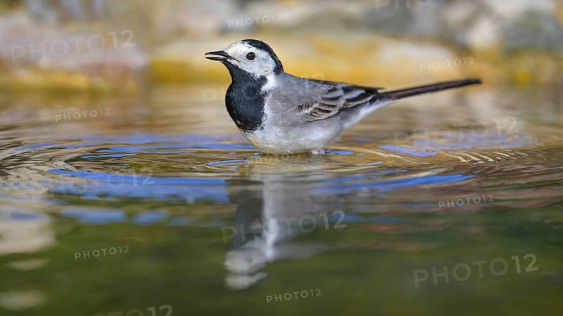 White wagtail (Motacilla alba), male bathing, biosphere reserve, Swabian Alb, Baden-Württemberg, Germany