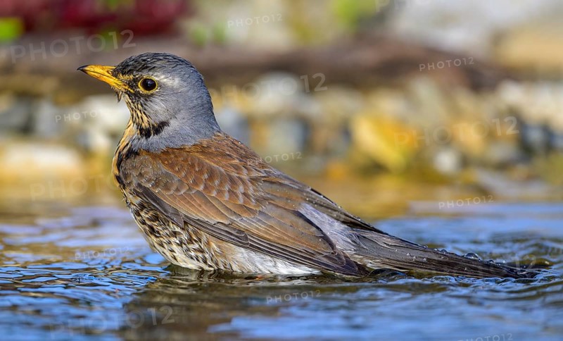 Juniper thrush (Turdus pilaris), bathing, biosphere reserve, Swabian Alb, Baden-Württemberg, Germany