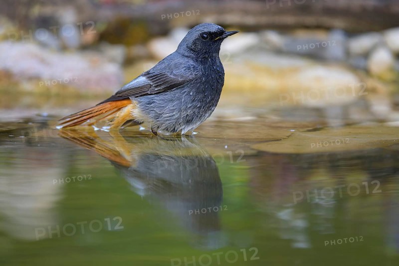 Black redstart (Phoenicurus ochruros), male bathing, biosphere reserve, Swabian Alb, Baden-Württemberg, Germany