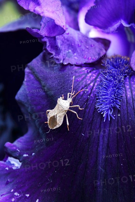 Iris with a bug, June, Germany