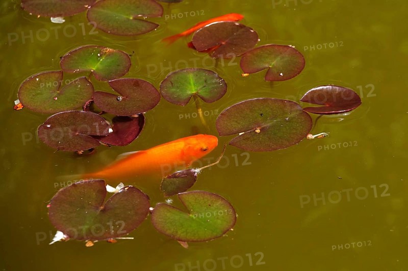 Water lily pond with goldfish, Germany