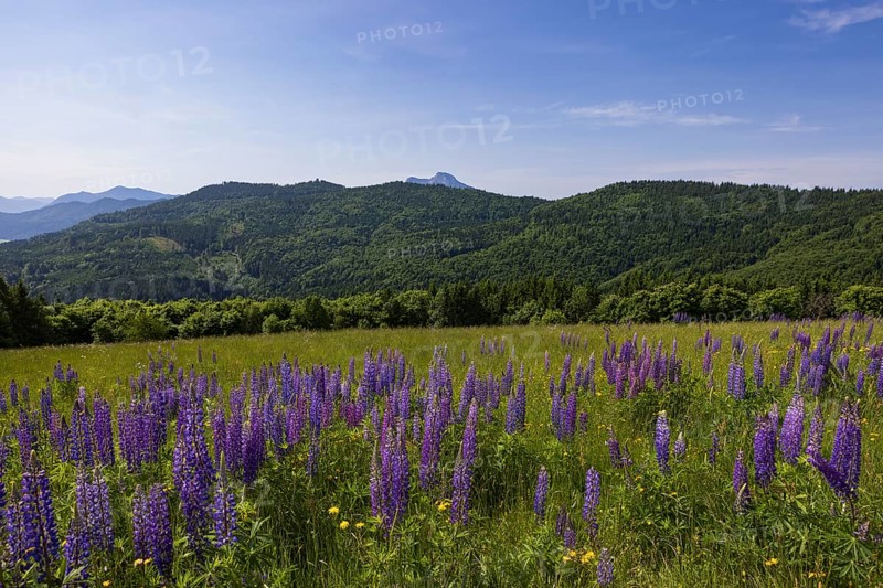 Lupines, Lupinus, Large-leaved lupin, Lupine meadow on the high alpine pasture in Mondseeland, Mondsee, Salzkammergut, Upper Austria, Austria