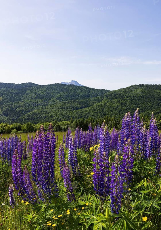 Lupines, Lupinus, Large-leaved lupin, Lupine meadow on the high alpine pasture in Mondseeland, Mondsee, Salzkammergut, Upper Austria, Austria