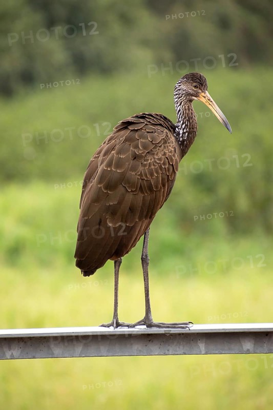 Wattled crane (Aramus guarauna) in the Reserva Ecologica Ciudad Universitaria Costanera Norte nature reserve, portrait format, Buenos Aires, Argentina