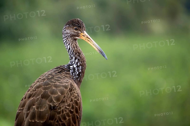 Portrait of a Wattled Crane (Aramus guarauna) in the Reserva Ecologica Ciudad Universitaria Costanera Norte, Buenos Aires, Argentina