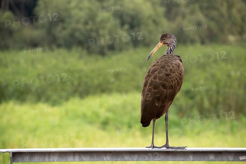Wattled crane (Aramus guarauna) in the nature reserve Reserva Ecologica Ciudad Universitaria Costanera Norte, Buenos Aires, Argentina