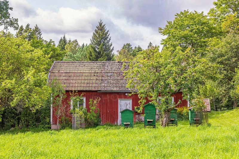 Old red cottage in the countryside with beehives in the garden in summer, Sweden