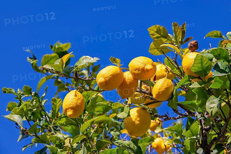 Yellow ripe lemon growing on a tree branch with green leaves and a blue sky, Mallorca, Spain
