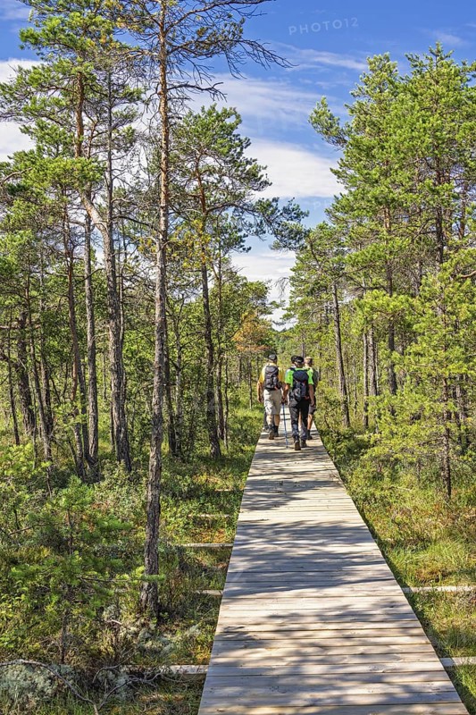 Group of hikers walking on a long straight wooden walkway in a pine forest a sunny summer day, Sweden