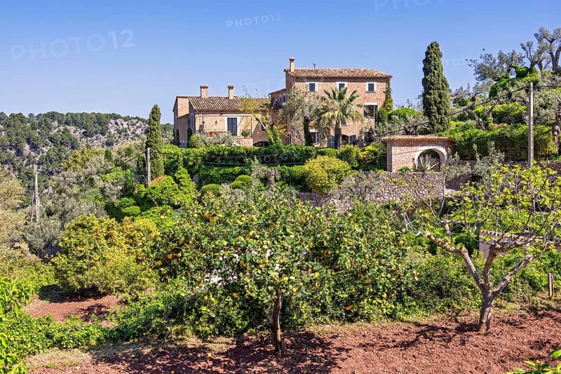 Lemons and oranges orchard at a farm on the spanish countryside a sunny summer day with a clear blue sky, Mallorca, Spain