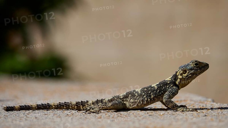 Agame (Agamidae), lizard sunbathing on sandy ground in natural environment, Patmos, Dodecanese, Greek Islands, Greece