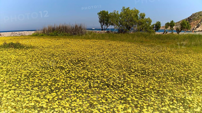 Large flower field with trees on the shore on a sunny day, Lambi Beach, Lambi Bay, Patmos, Dodecanese, Greek Islands, Greece