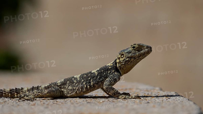 Agame (Agamidae), lizard sunbathing on sandy surface in natural environment, Patmos, Dodecanese, Greek Islands, Greece